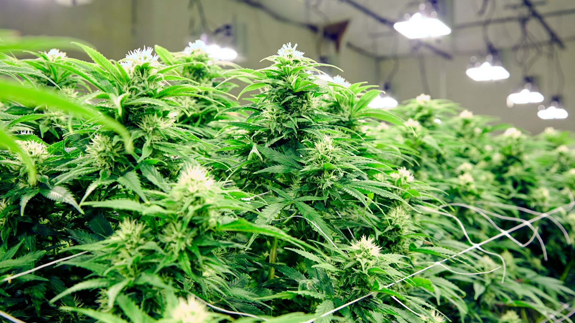 When Should Growers Avoid Cannabis Revegetation?