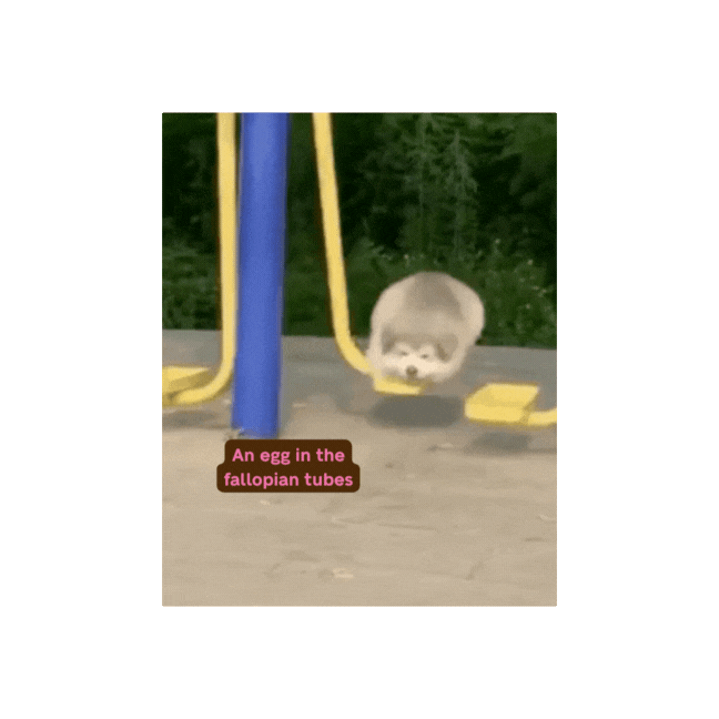 Animated GIF showing a fluffy dog rolling inside yellow tubes representing fallopian tubes with the text 'An egg in the fallopian tubes.'