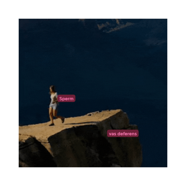 Animated graphic showing a person labeled 'Sperm' walking toward the edge of a cliff labeled 'vas deferens,' illustrating sperm travel pathway.