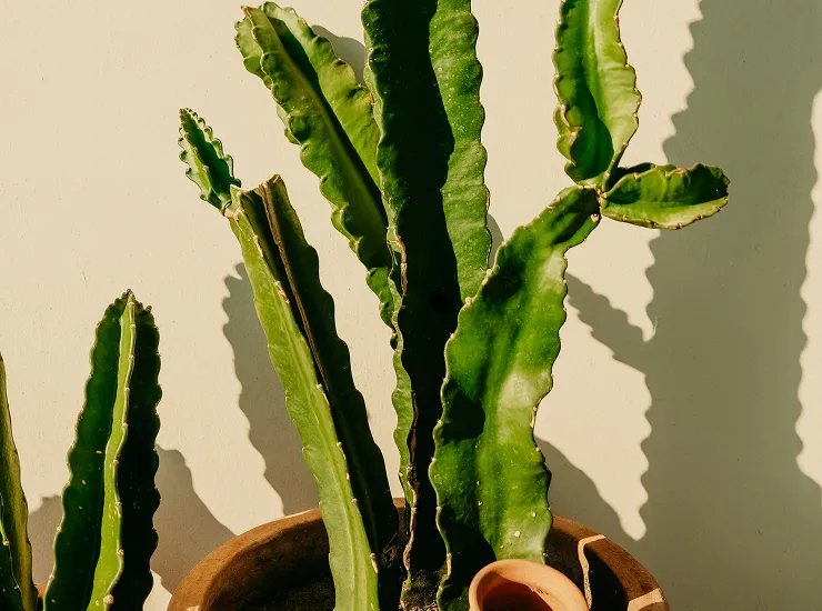 Cactus plant