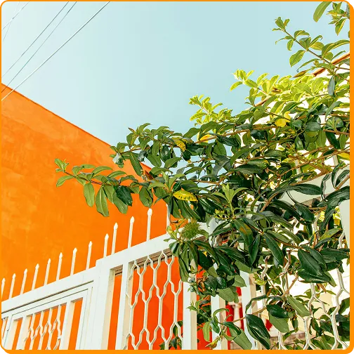 Green leafy branches climbing a white metal fence against a bright orange wall.