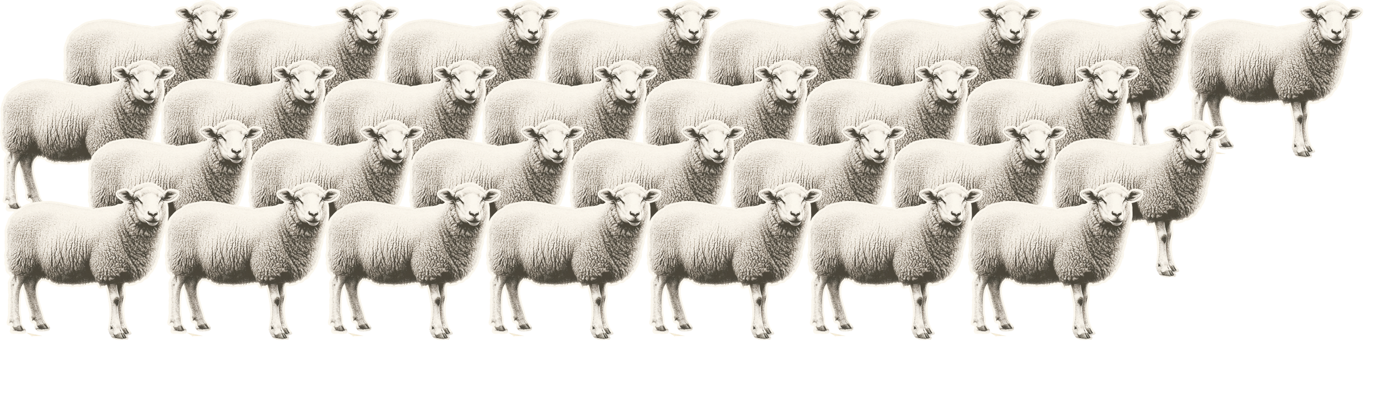 Sheep-top
