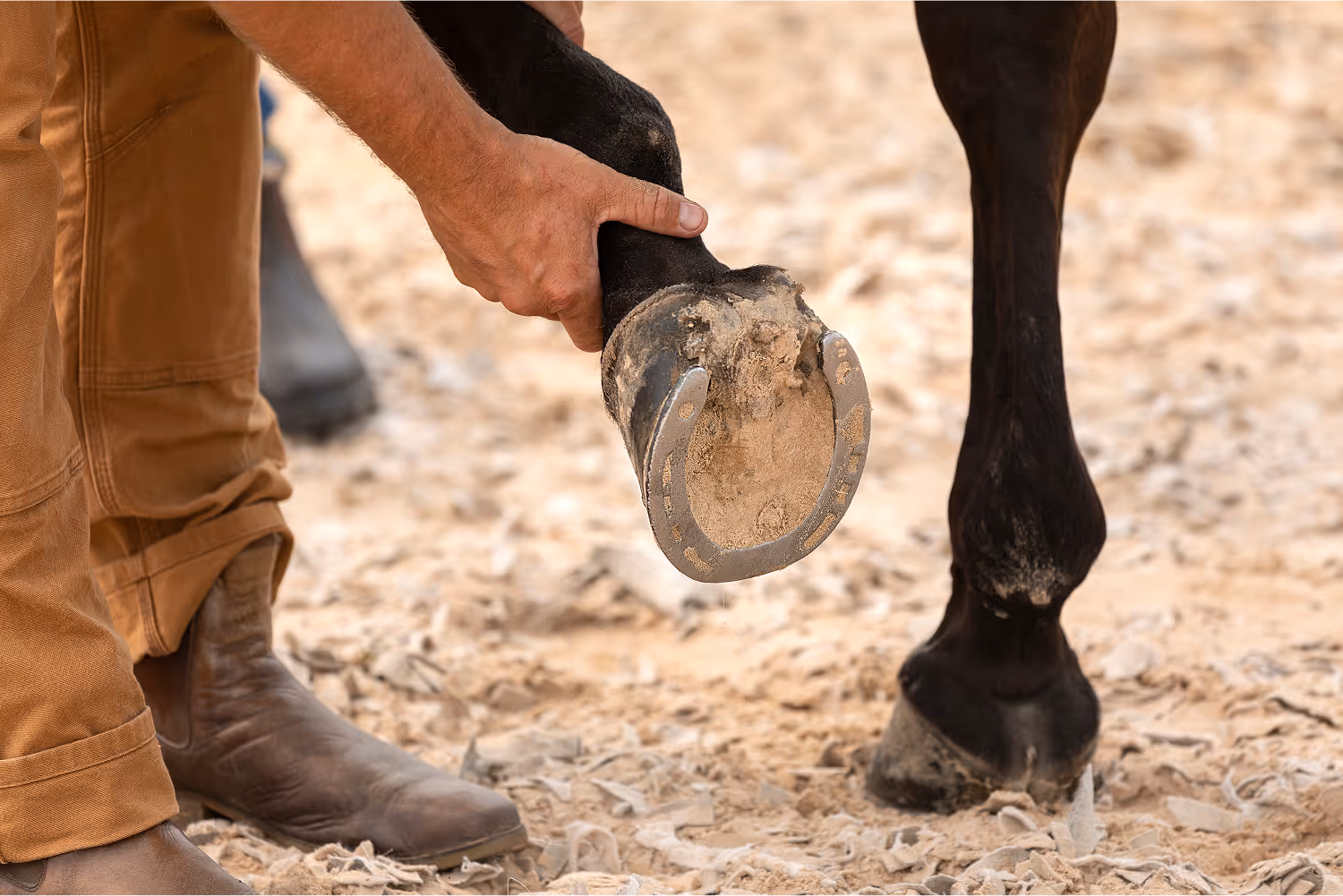Person holding up a horse's hoof fitted with a metal horseshoe on a sandy surface.