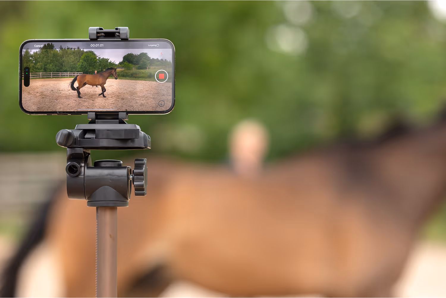 Smartphone on a tripod recording a brown horse trotting in an outdoor arena with trees and fencing in the background.