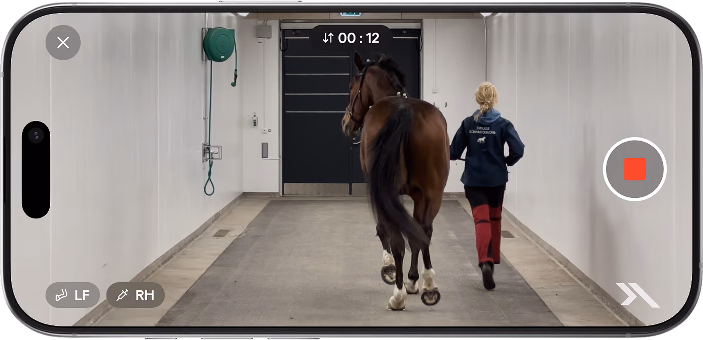 Phone screen recording a person in a jacket trotting a brown horse down a brightly lit corridor