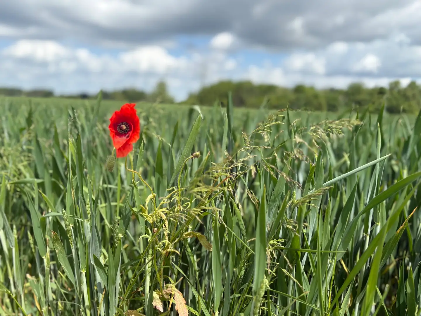 Feld mit Mohn