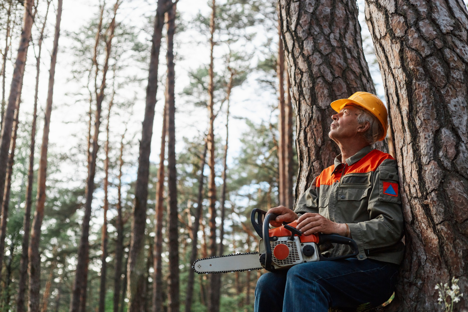 Why Call a Tree Service Company