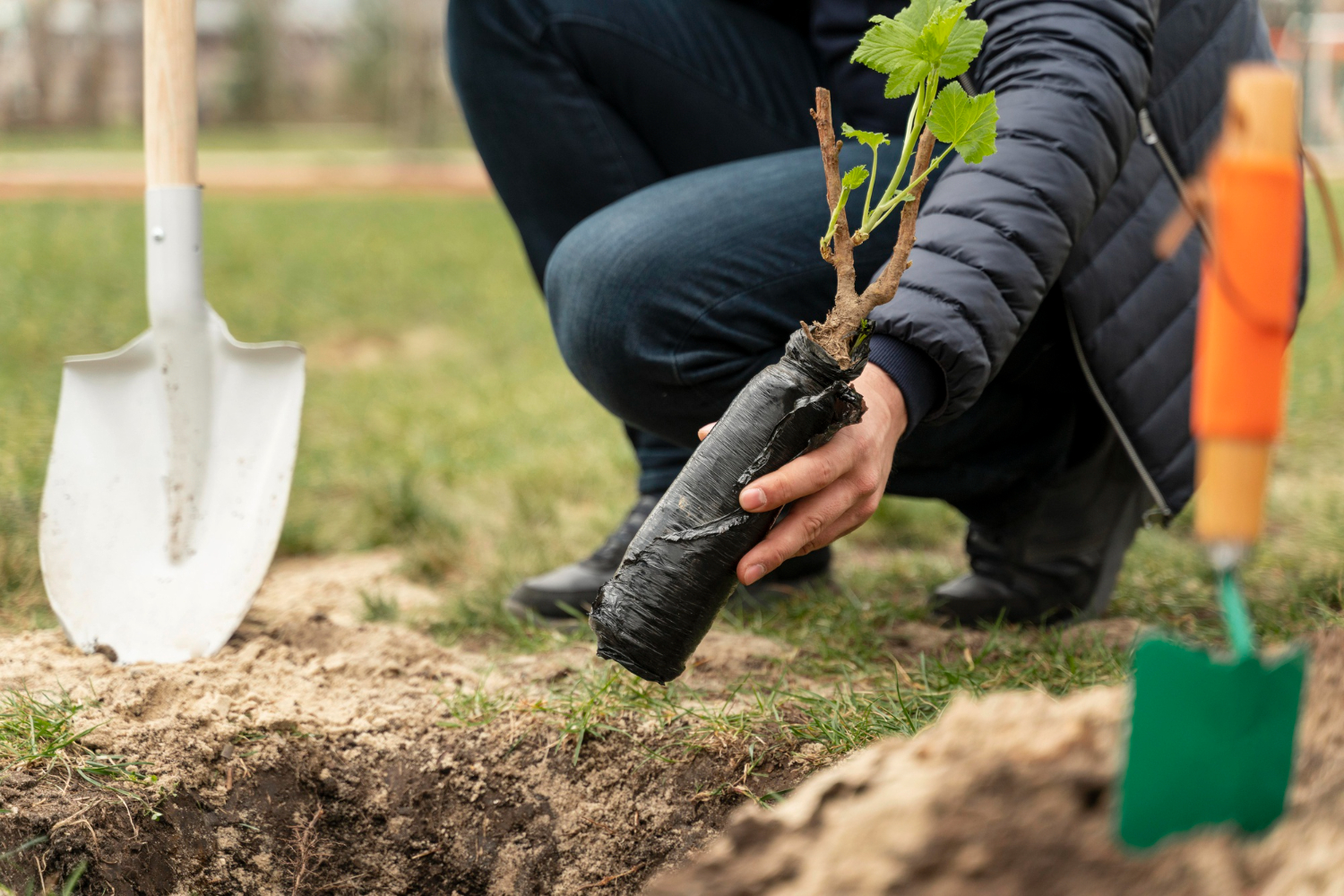 How Georgetown Tree Connect Helps You