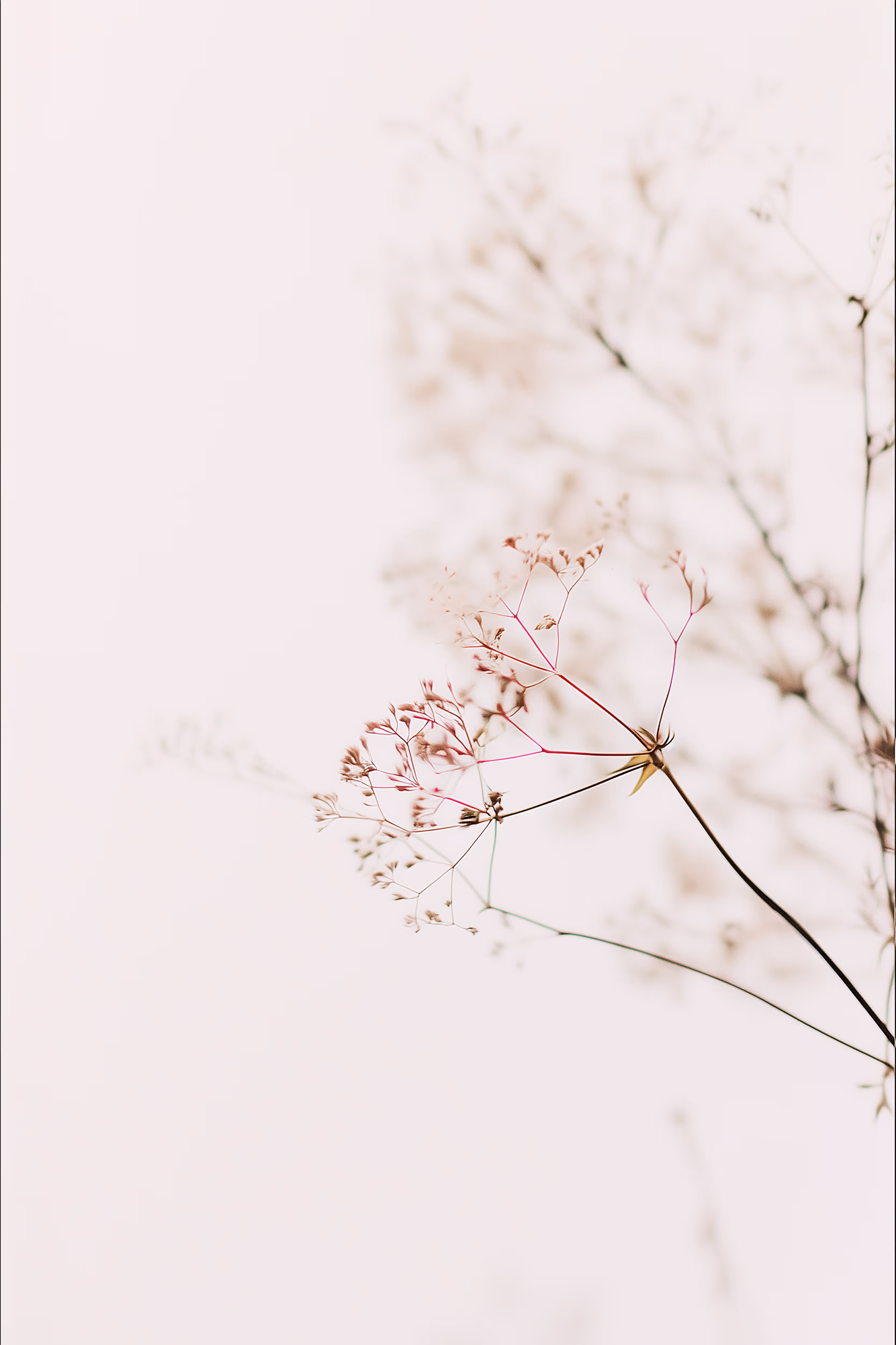 Delicate thin plant stems with tiny dried flowers or seed pods against a soft, pale background, creating a minimalistic and airy composition.