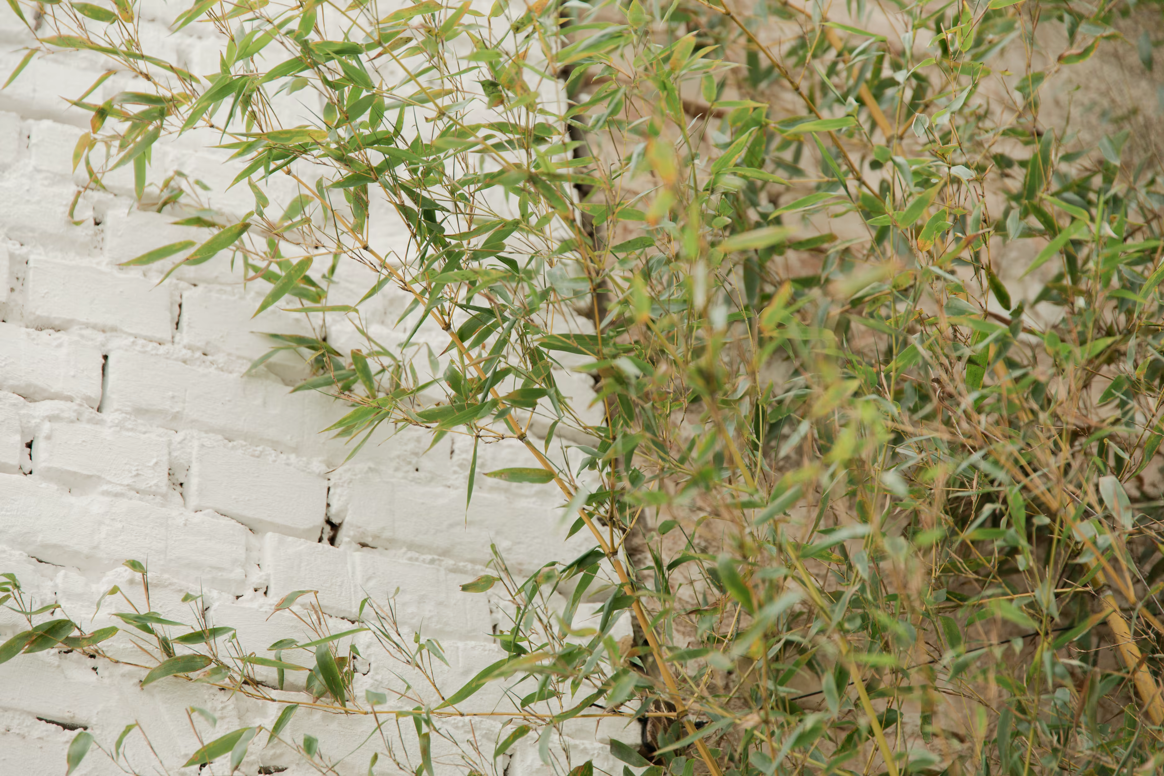 Green bamboo branches with narrow leaves growing against a white painted brick wall.