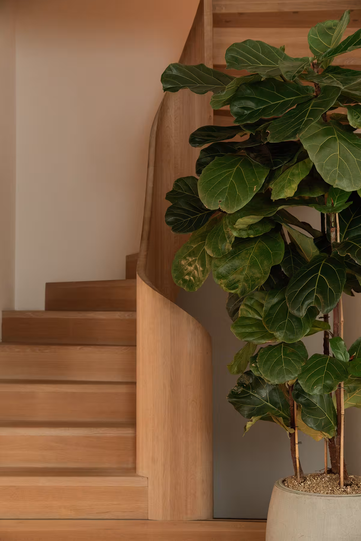 Indoor wooden staircase with a smooth rounded bannister next to a large leafy green plant in a beige pot.