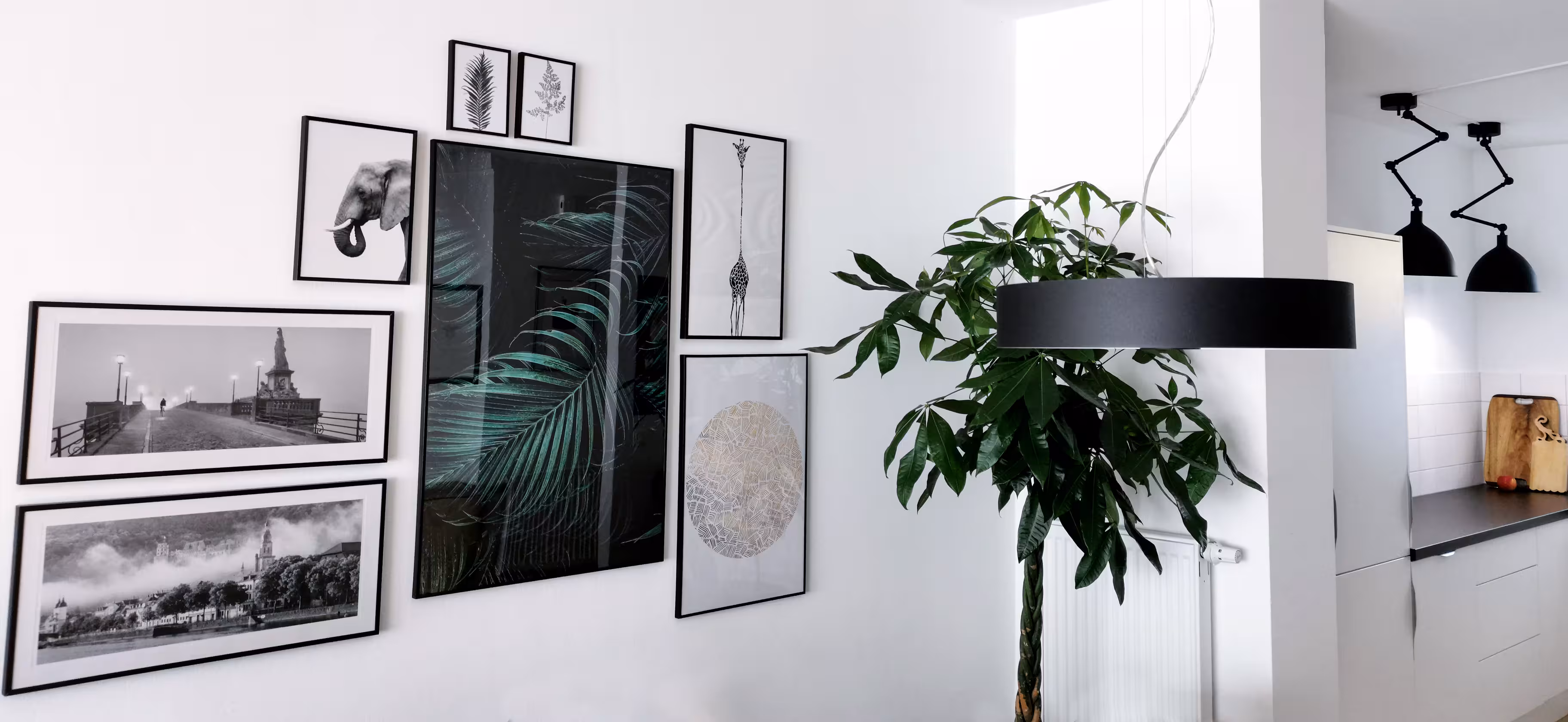 Modern kitchen interior with white walls featuring a gallery of framed black and white nature and animal photographs, a large green leafy plant, and a black circular pendant light.