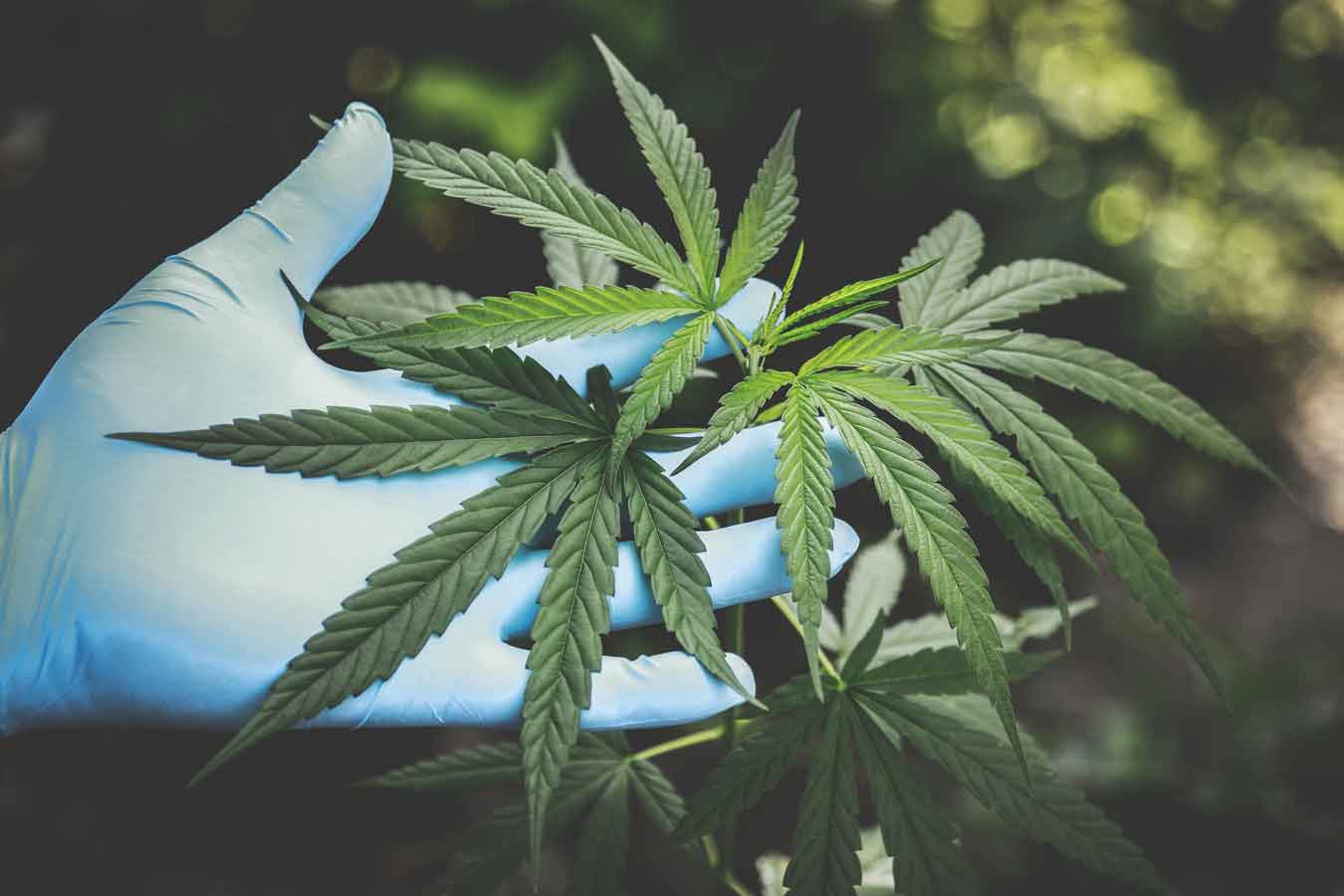Making Cannabis More Accessible: Pre-Rolled Joints!