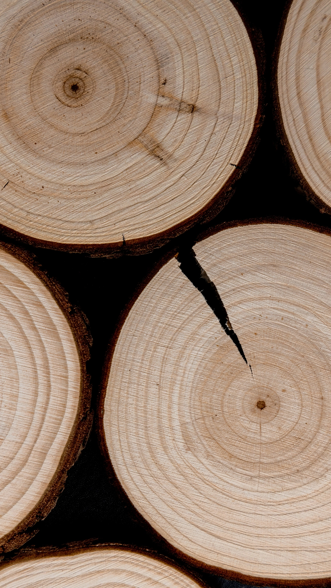 Close-up of cut tree logs showing circular growth rings and textured bark edges.