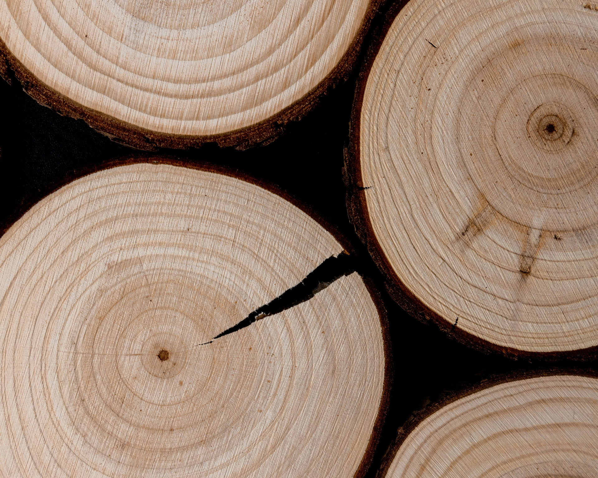 Close-up of tree cross-sections showing growth rings and a crack on one slice.