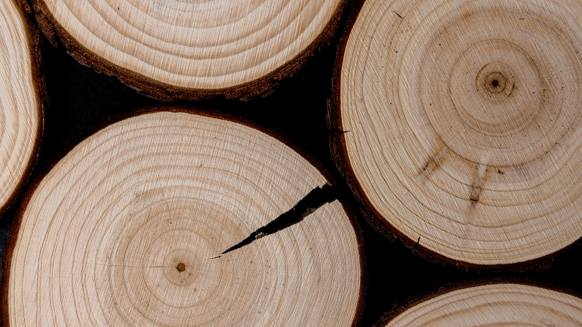 Close-up view of cross-sections of tree trunks showing growth rings and bark edges.