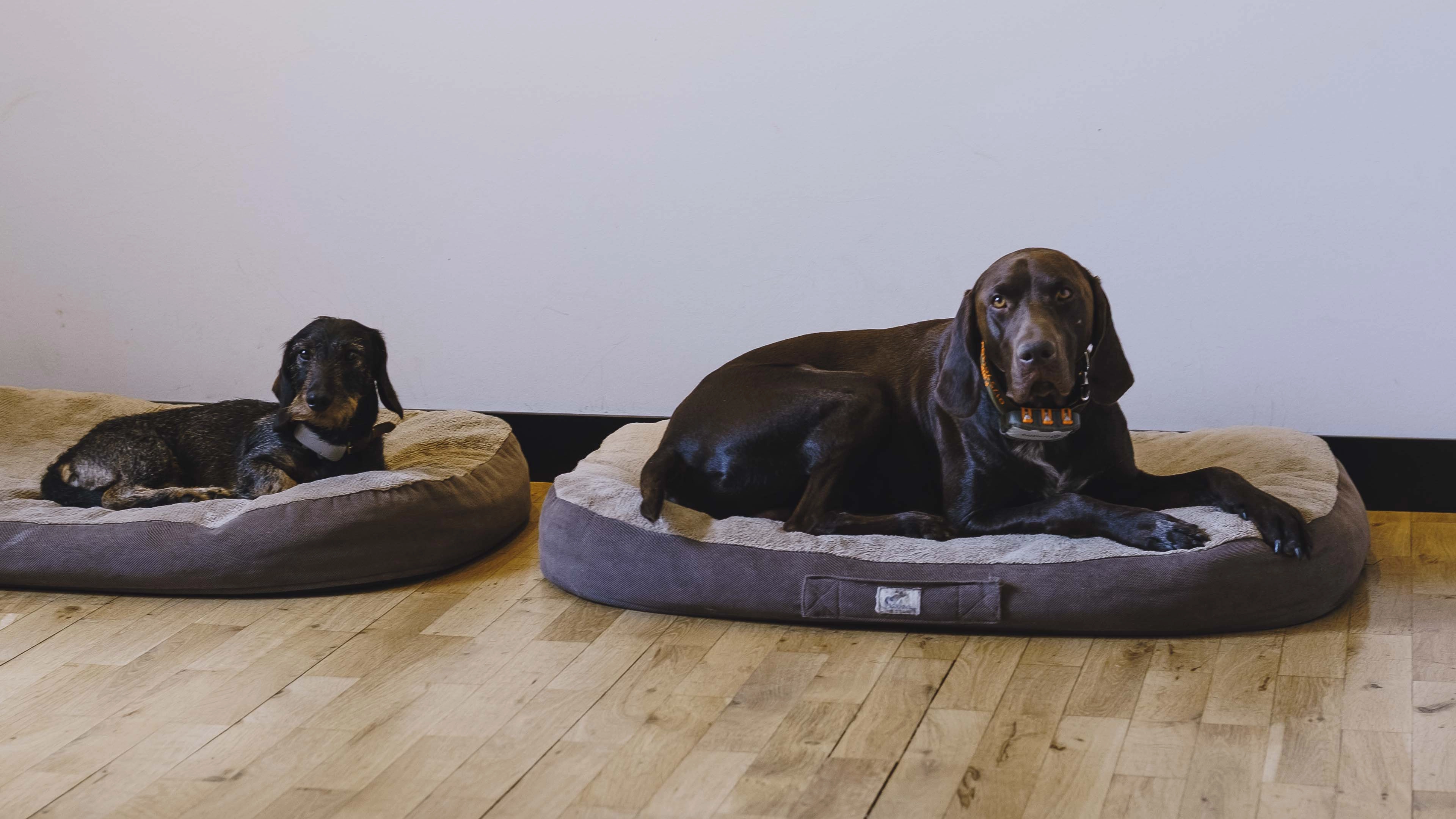 Two dogs lying on separate beige and brown dog beds on a wooden floor against a plain light wall.