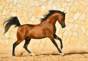 Horse riding holiday