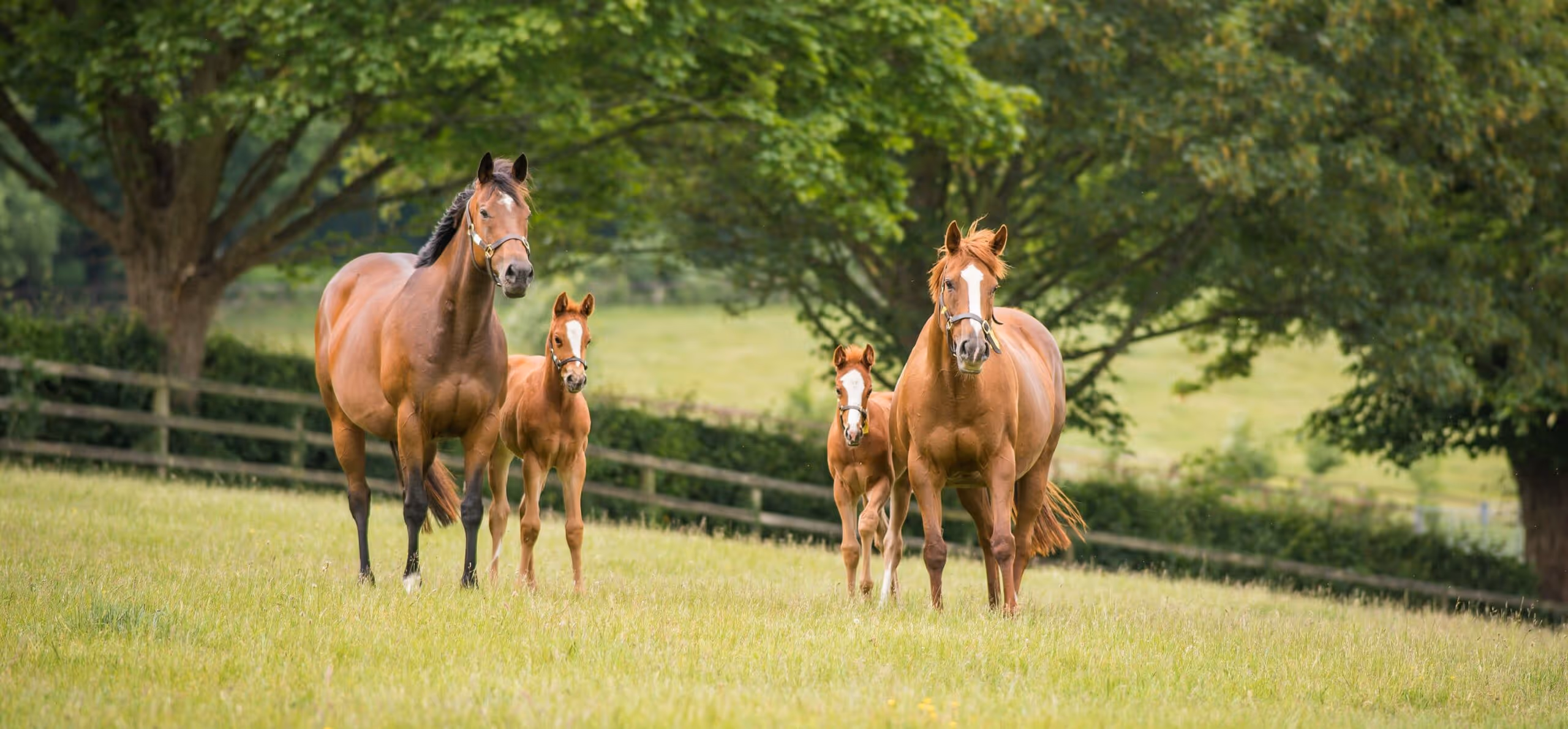 Horse riding holiday