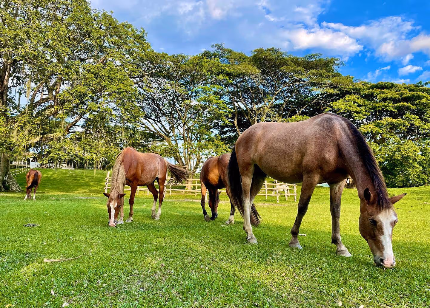 horse riding holiday