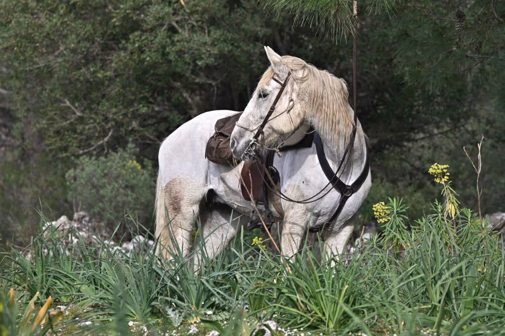 horse riding holiday