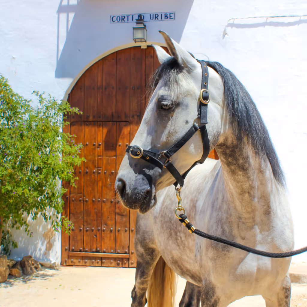 Andalusian Hacienda