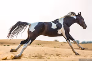 Horse riding holiday