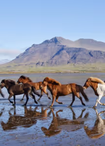 horse riding holiday