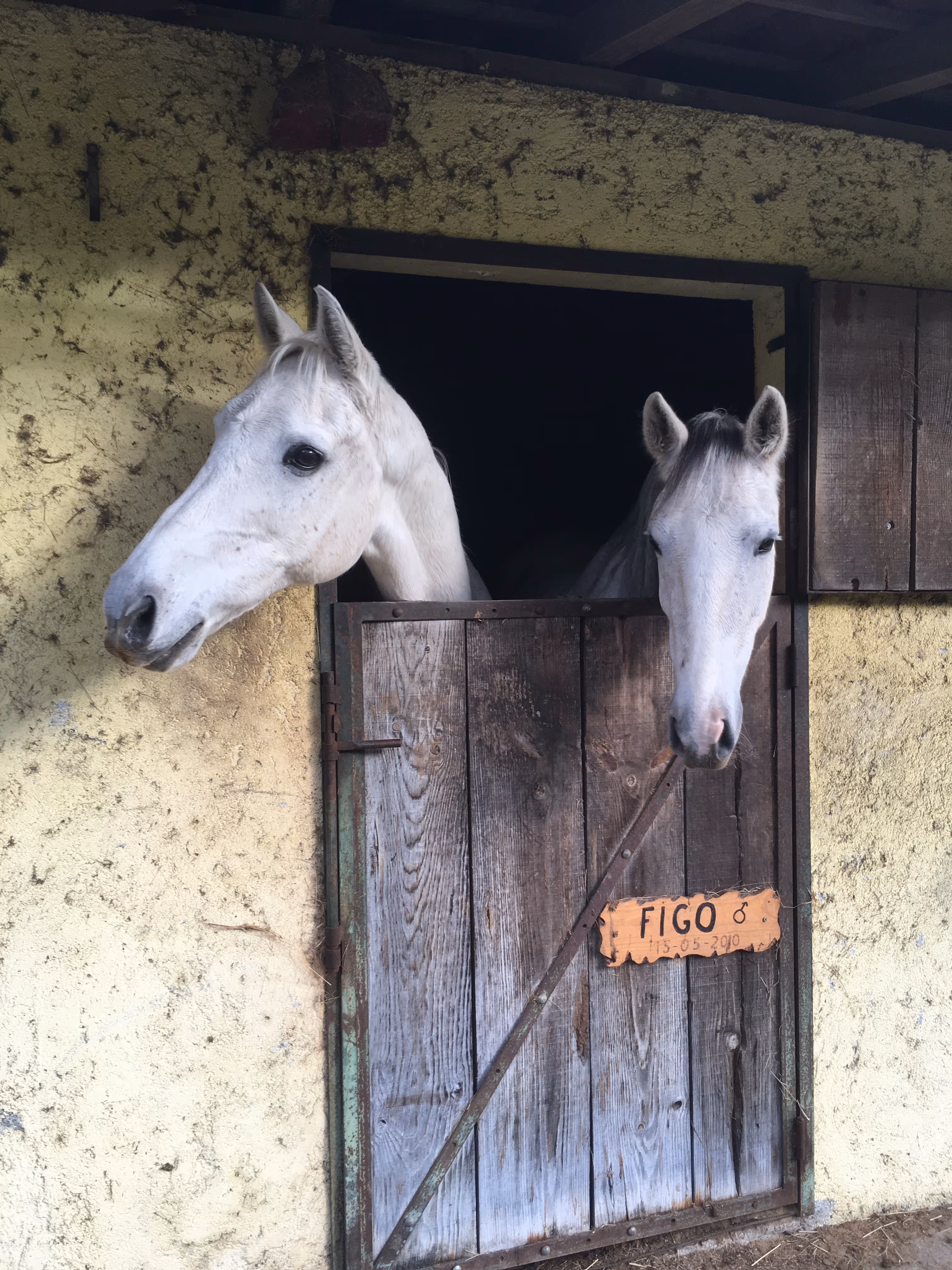 Wild Horses Trail, Portugal. Horse riding holiday