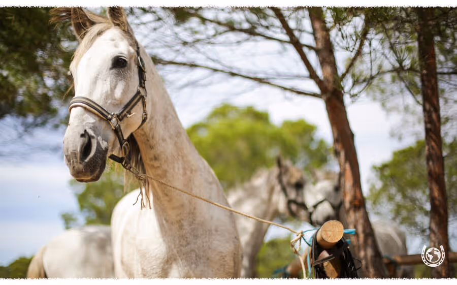 Horse riding holiday