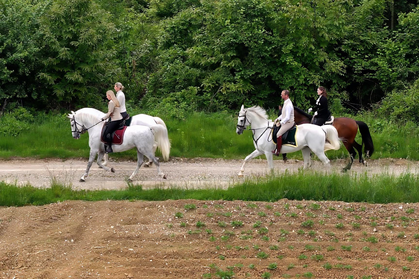 Four riders exploring the scenic countryside on horseback during a multi-day guided horse trail tour in Slovenia.