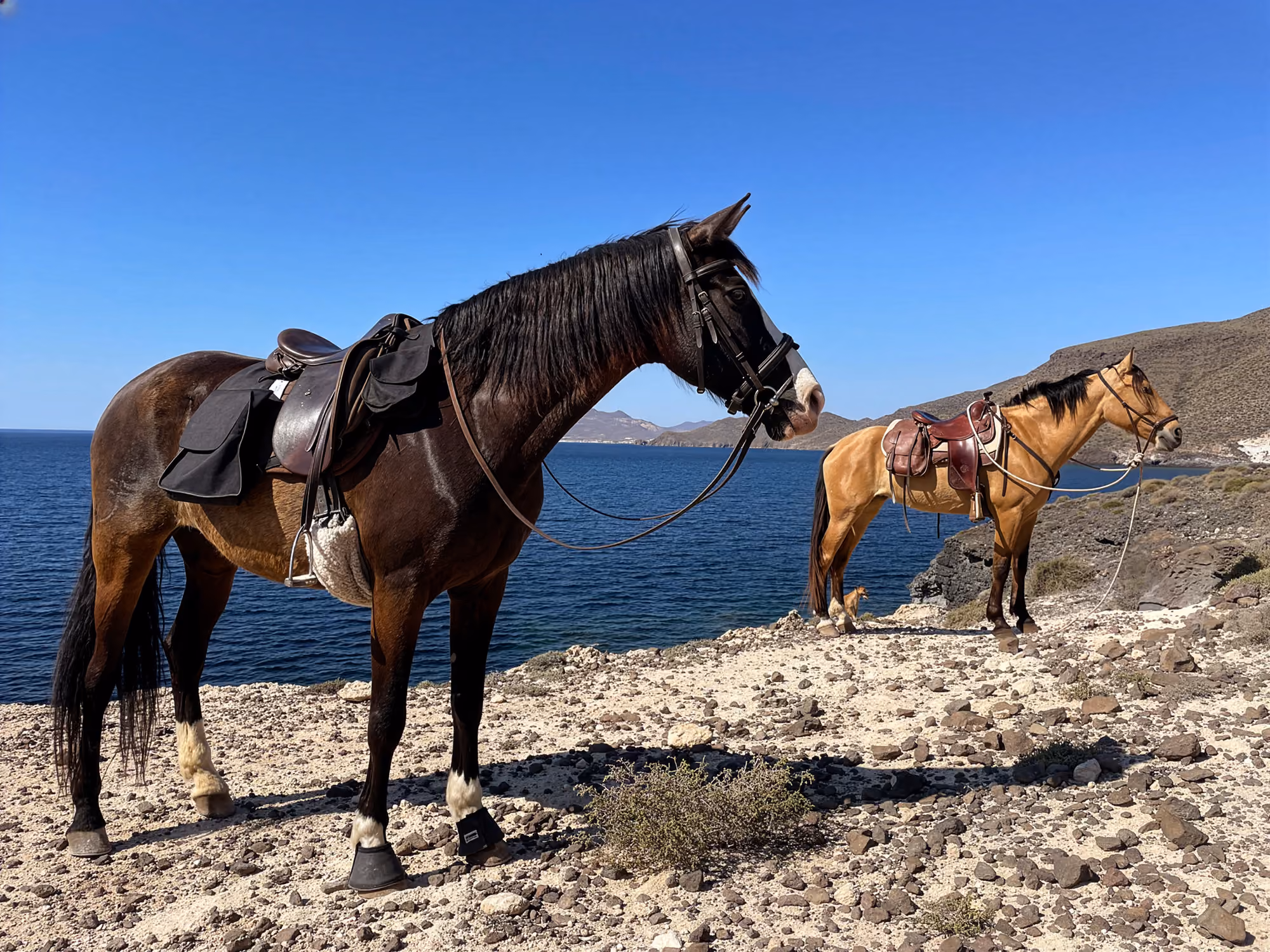 Two saddled horses standing ready on a cliff with water views