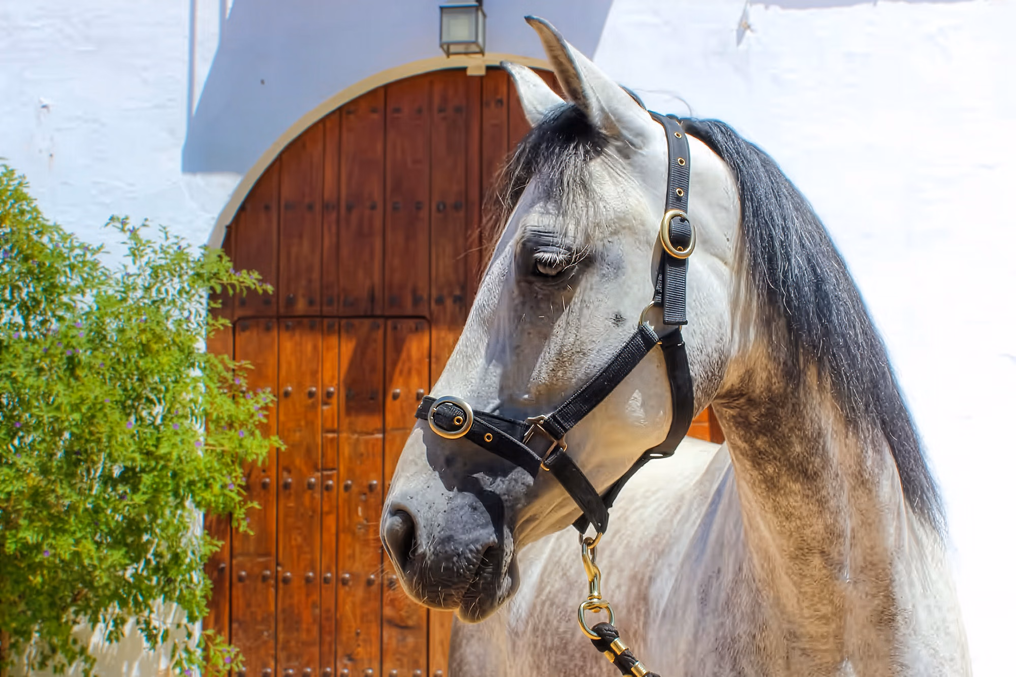 Horse in front of the hosting hacienda during an Andalusian horse riding tour.