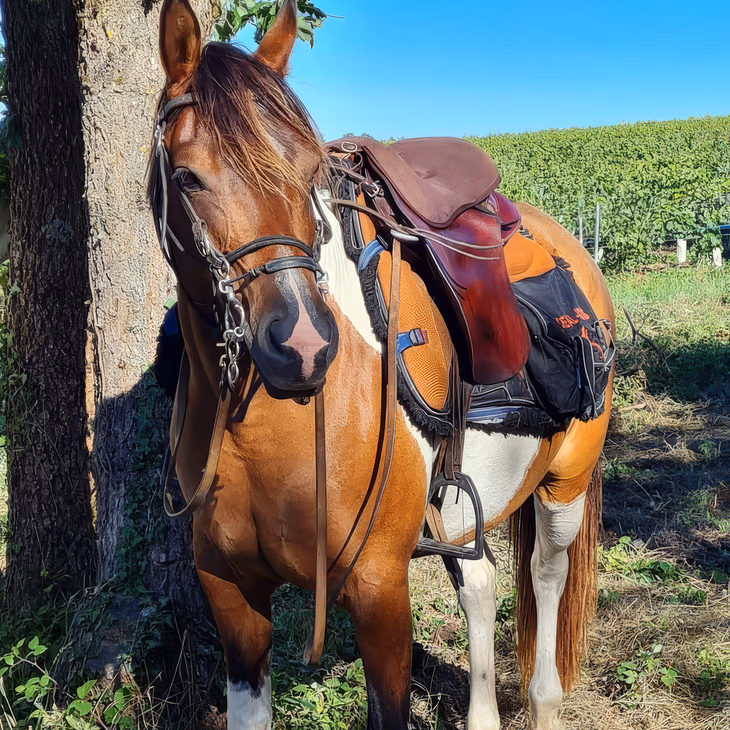 A brown horse tacked up in full riding gear and a saddle