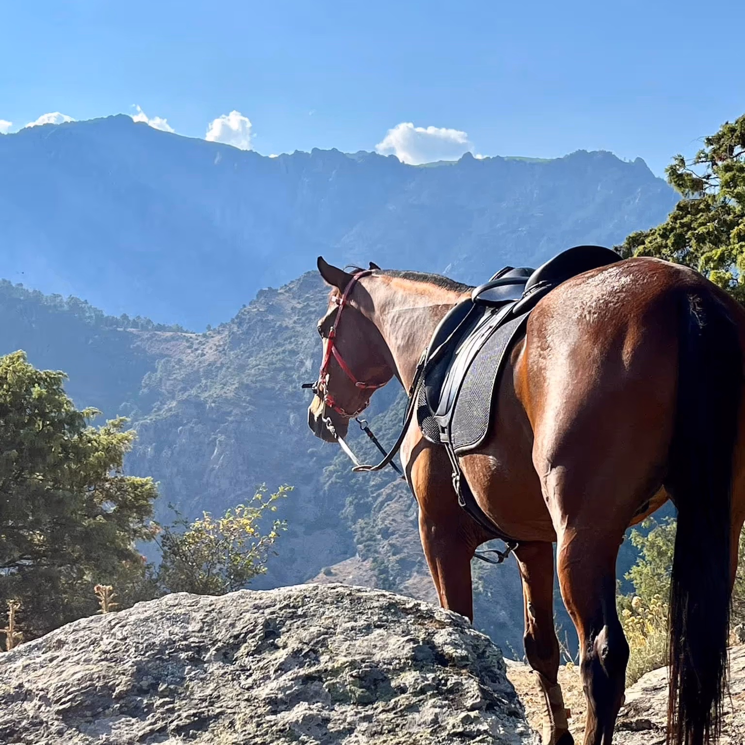 A horse standing near the edge and looking down a steep cliff