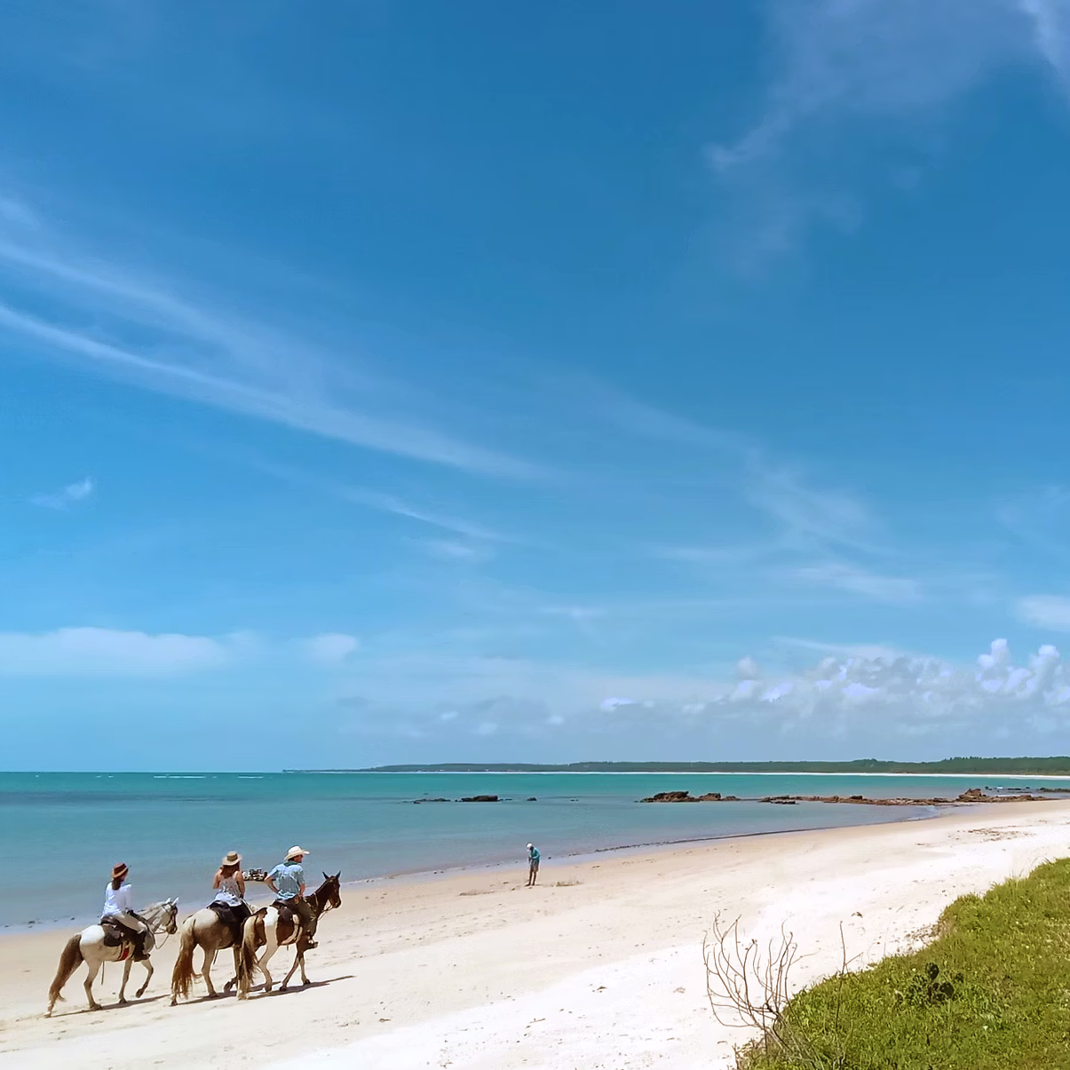 View of a small group of riders and horses on a sunny beach in Brazil with coconut trees