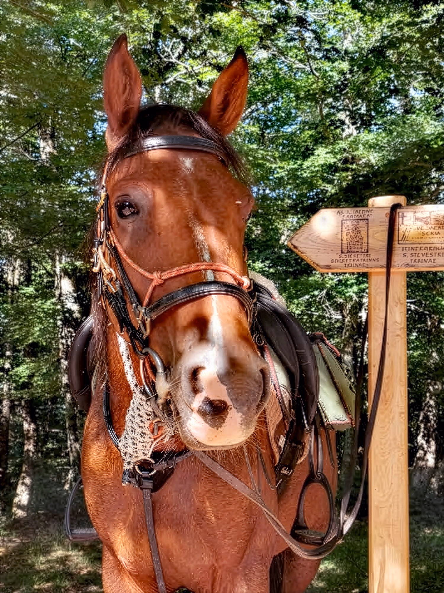 A beautiful portrait of a saddled horse tethered to a wooden pole under a canopy of leafy trees.