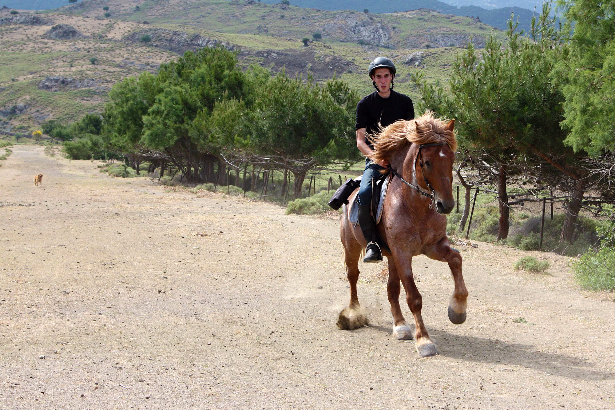 An action shot of a male rider galloping his horse swiftly down a dusty countryside