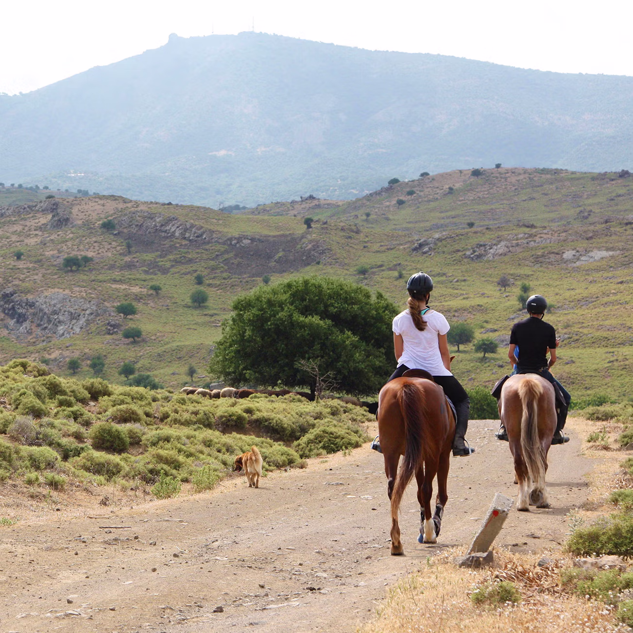 Two horseback riders travel down a winding dust path, journeying deep into a rolling, hilly landscape.