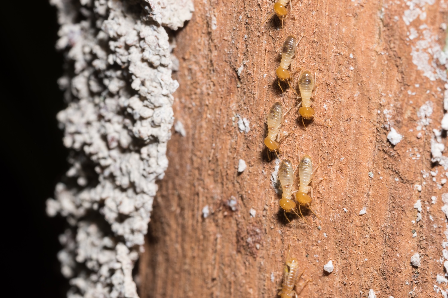 wood with insect possibly termite activity 