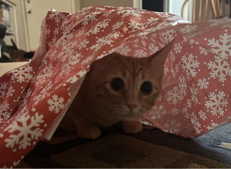 A picture of a cat under wrapping paper.