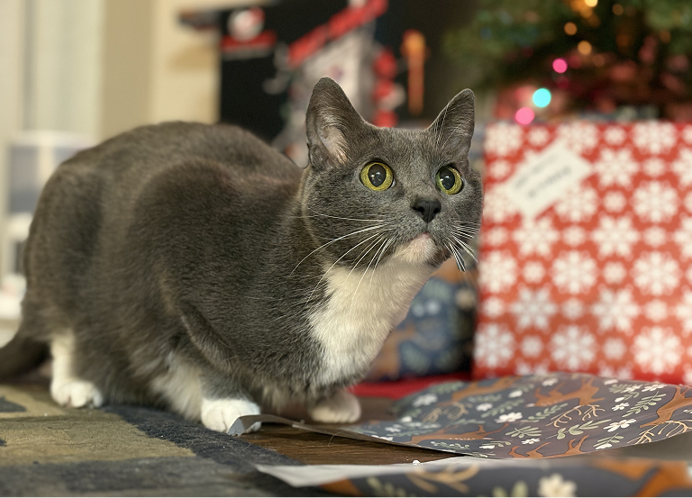 A cat crouched on wrapping paper.