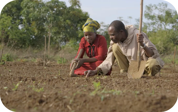 Two people working in a field evaluating a crop