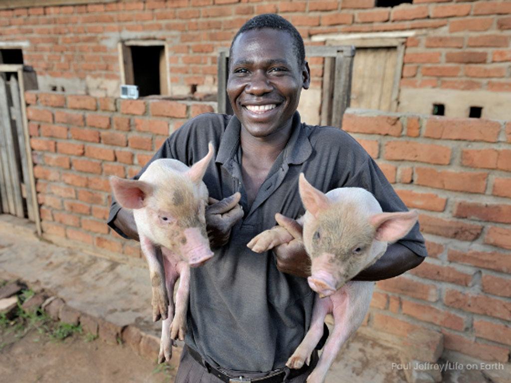 A man in a black polo shirt stands in front of a ramshackle brick building as he holds a pig under each arm. 