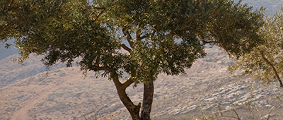 A tree growing in the desert of the Holy Land
