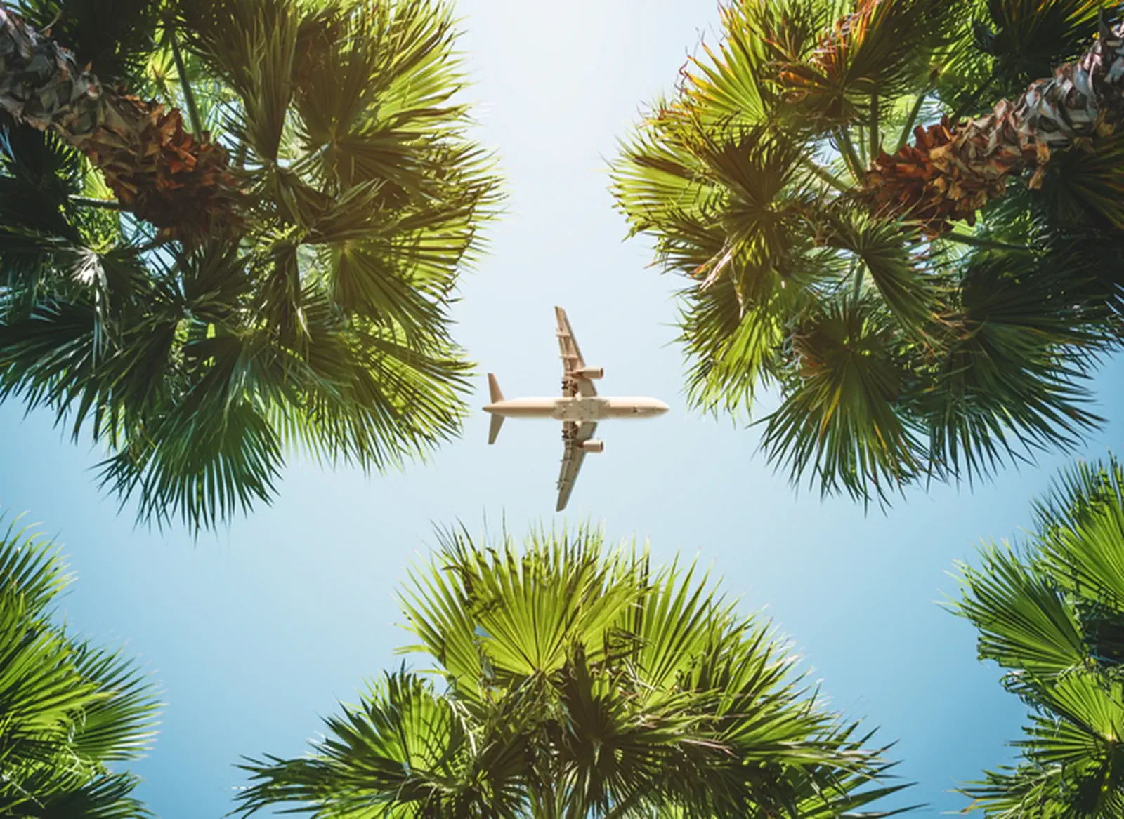 flying over palm trees in California, symbolizing travel for futuristic health and beauty experiences.  