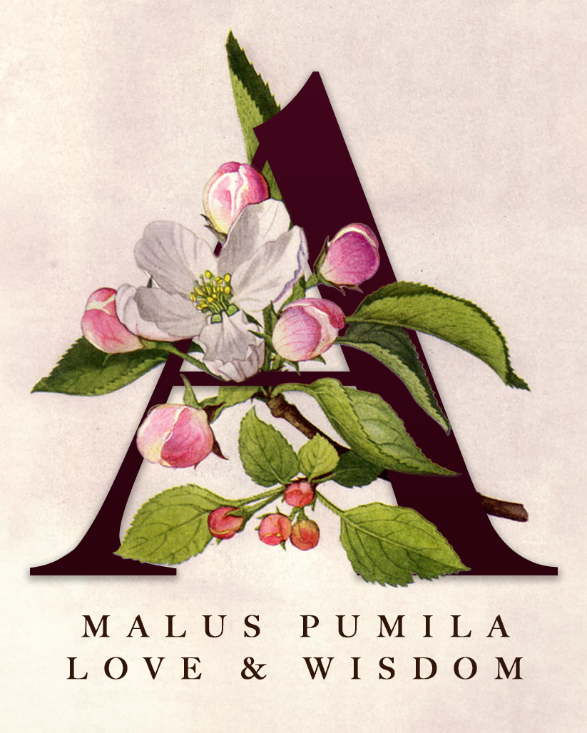 Large A with apple blossom withing it and description of the apple in latin