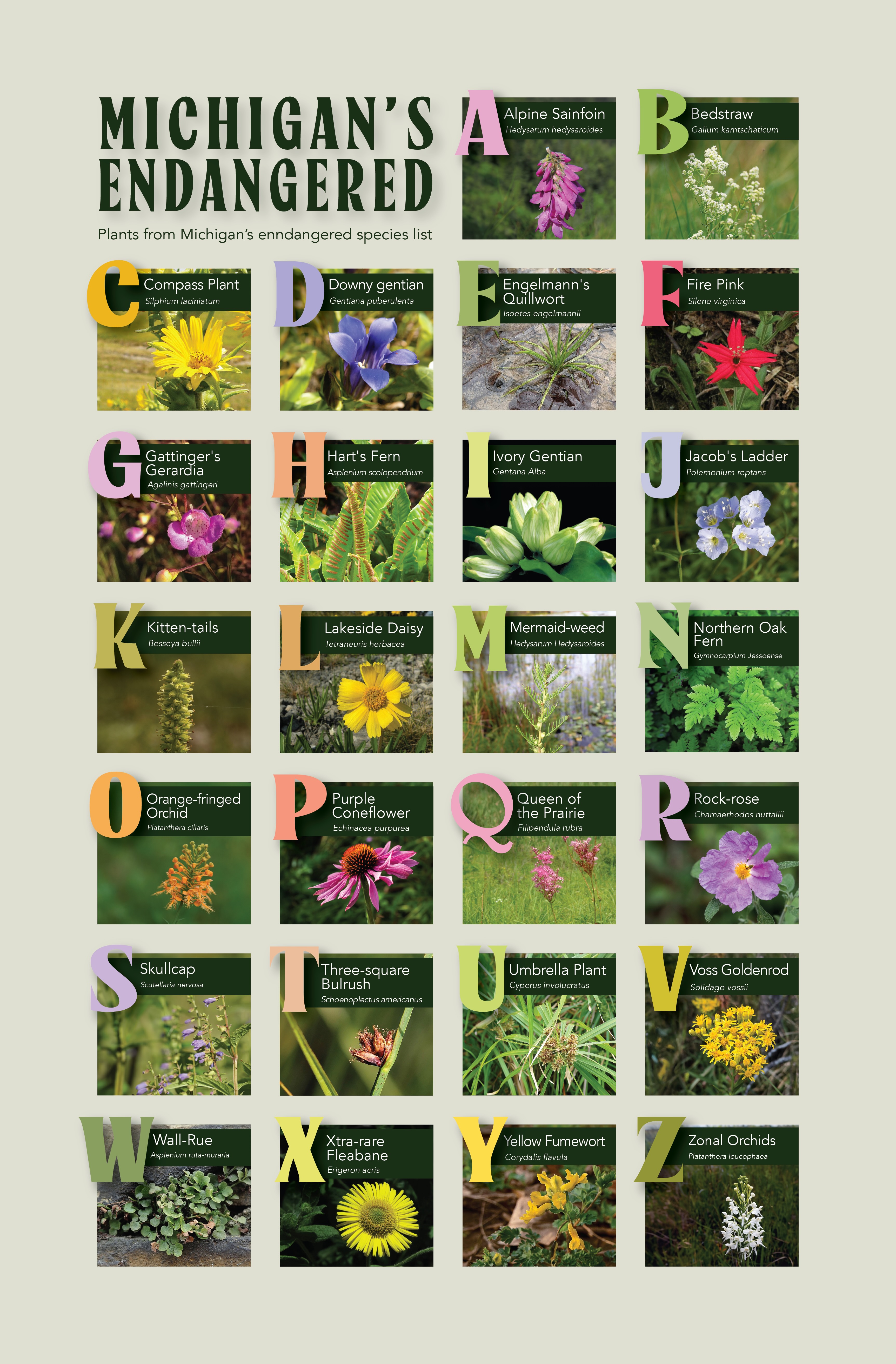Alphabet poster with native Michigan plants for each letter