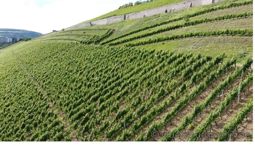 Weinlage Würzburger Abtsleite Weinberg: Hier beginnt die Weinherstellung mit der Weinese