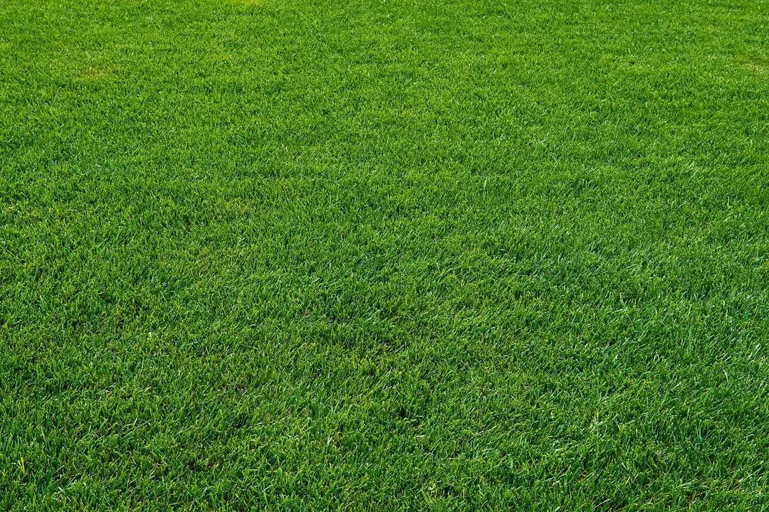 freshly cut lawn care near me in Chattanooga